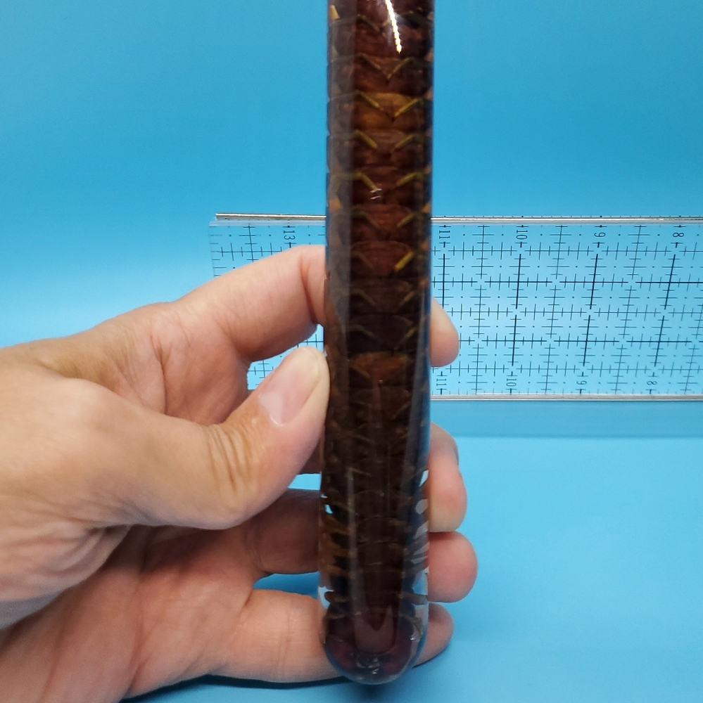Giant Amazonian Centepide